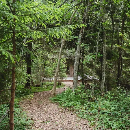 Peaceful Forest In Nature Palukula (Rapla)